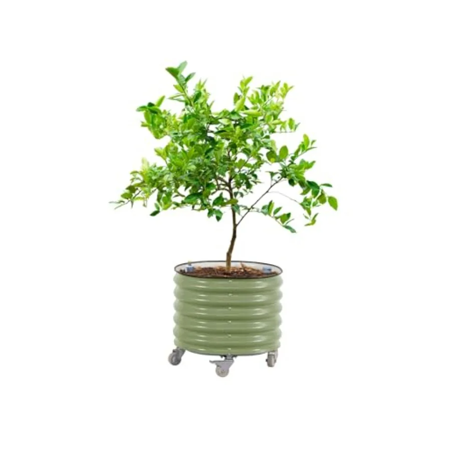 Macetero rodante para árboles  - Self-Watering Planter reseña y precio